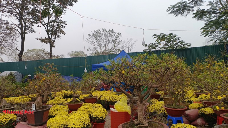 Vĩnh Long: Hoa, cây cảnh do người dân sản xuất không cần giấy xác nhận nguồn gốc