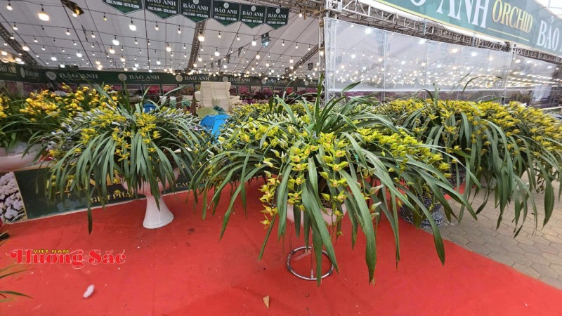 Vĩnh Long: Hoa, cây cảnh do người dân sản xuất không cần giấy xác nhận nguồn gốc