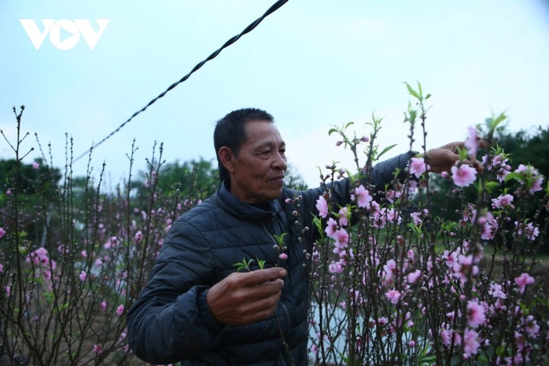 Thị trường hoa Tết: Những biến động âm thầm phía sau sắc xuân rực rỡ