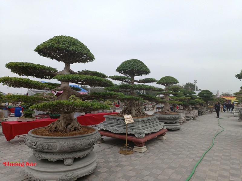 Đình Vị Khê được xếp hạng Di tích quốc gia: Tôn vinh hồn cốt làng hoa, cây cảnh hơn 800 năm tuổi