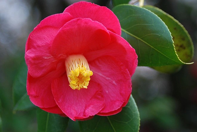 Hoa trong không gian tâm linh: Sắc hương dẫn lối tỉnh thức Hoa trong không gian tâm linh: Sắc hương dẫn lối tỉnh thức