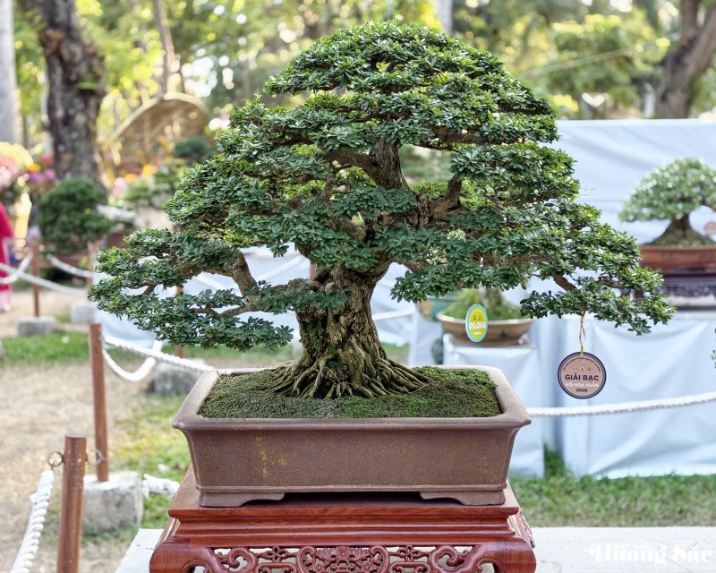 Vinh danh nghệ nhân Bonsai tại Hội Hoa Xuân TP.HCM - 2026