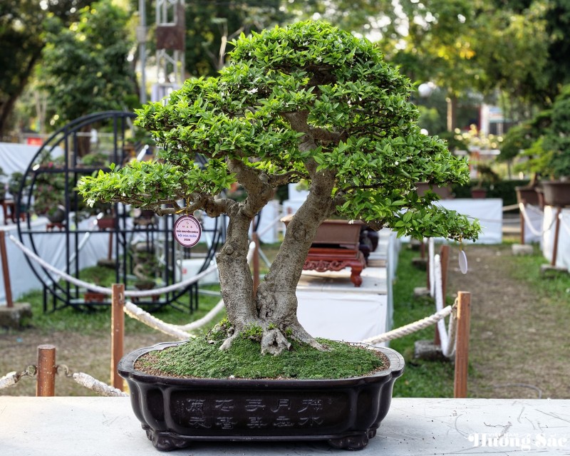 Vinh danh nghệ nhân Bonsai tại Hội Hoa Xuân TP.HCM - 2026