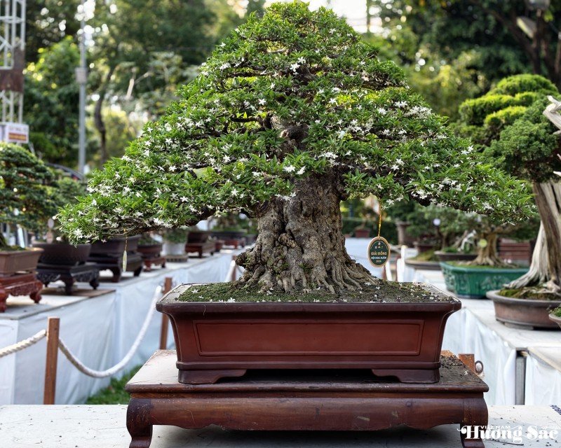 Vinh danh nghệ nhân Bonsai tại Hội Hoa Xuân TP.HCM - 2026