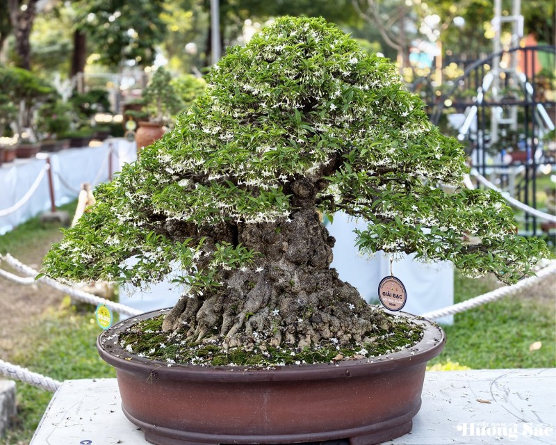 Vinh danh nghệ nhân Bonsai tại Hội Hoa Xuân TP.HCM - 2026