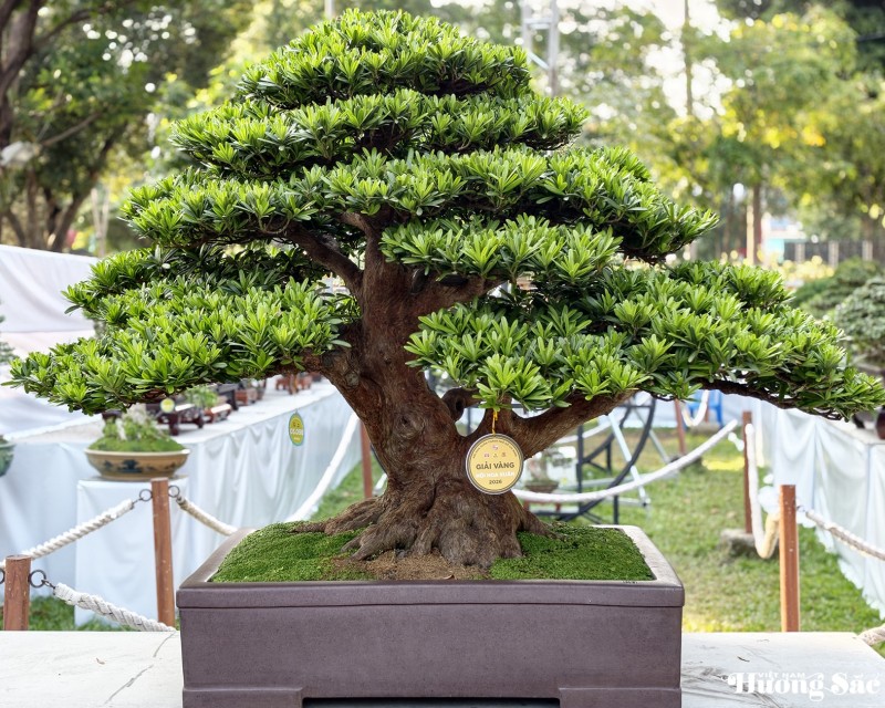 Vinh danh nghệ nhân Bonsai tại Hội Hoa Xuân TP.HCM - 2026