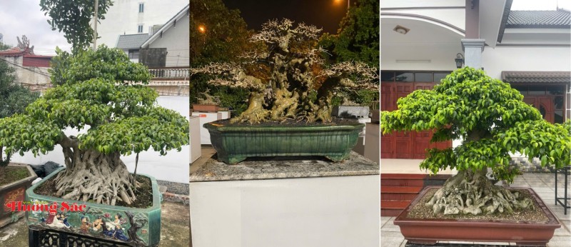 Kỷ niệm 116 năm Ngày Quốc tế Phụ nữ (08/3/1910 - 08/3/2026): Người nữ Phó Chủ nhiệm và khát vọng làm mới làng nghề sinh vật cảnh