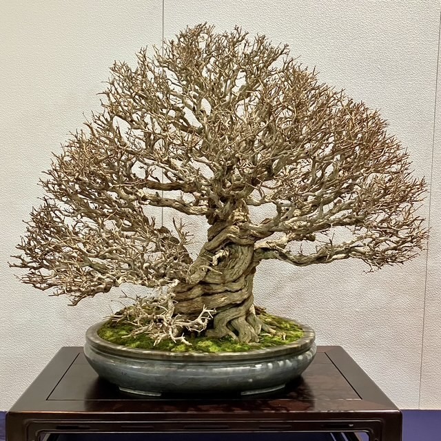 Tinh hoa bonsai thế giới tại Triển lãm Kokufu lần thứ 100