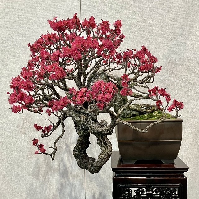 Tinh hoa bonsai thế giới tại Triển lãm Kokufu lần thứ 100