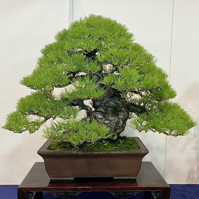 Tinh hoa bonsai thế giới và vẻ đẹp trăm năm tại Triển lãm Kokufu lần thứ 100