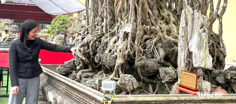 “Thất Tiên Tọa Sơn” - Vẻ đẹp huyền thoại từ bàn tay người phụ nữ yêu cây cảnh “Thất Tiên Tọa Sơn” - Vẻ đẹp huyền thoại từ bàn tay người phụ nữ yêu cây cảnh