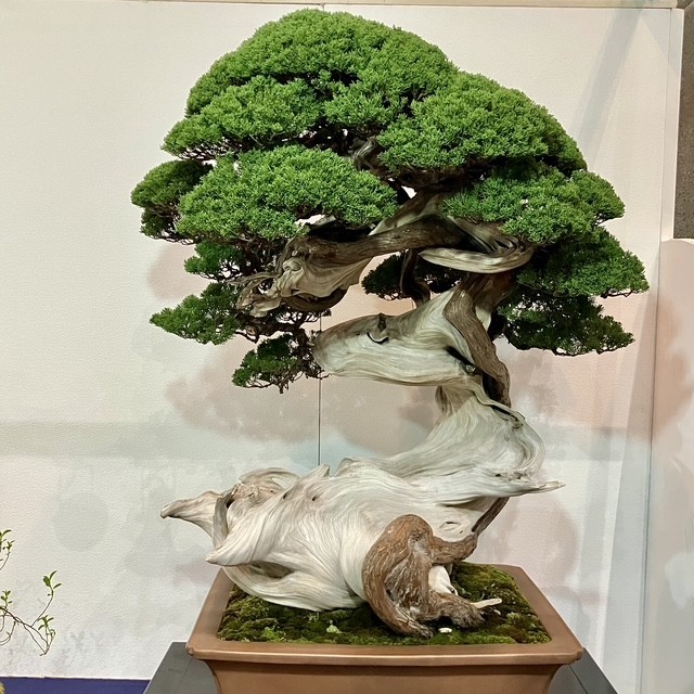 Tinh hoa bonsai thế giới và vẻ đẹp trăm năm tại Triển lãm Kokufu lần thứ 100