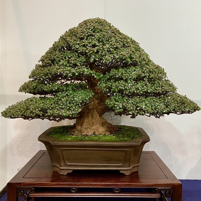 Tinh hoa bonsai thế giới và vẻ đẹp trăm năm tại Triển lãm Kokufu lần thứ 100