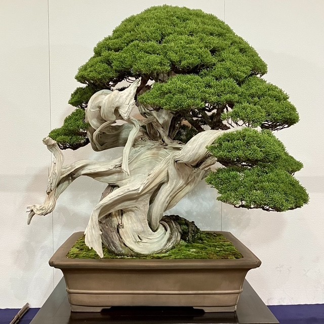 Tinh hoa bonsai thế giới và vẻ đẹp trăm năm tại Triển lãm Kokufu lần thứ 100