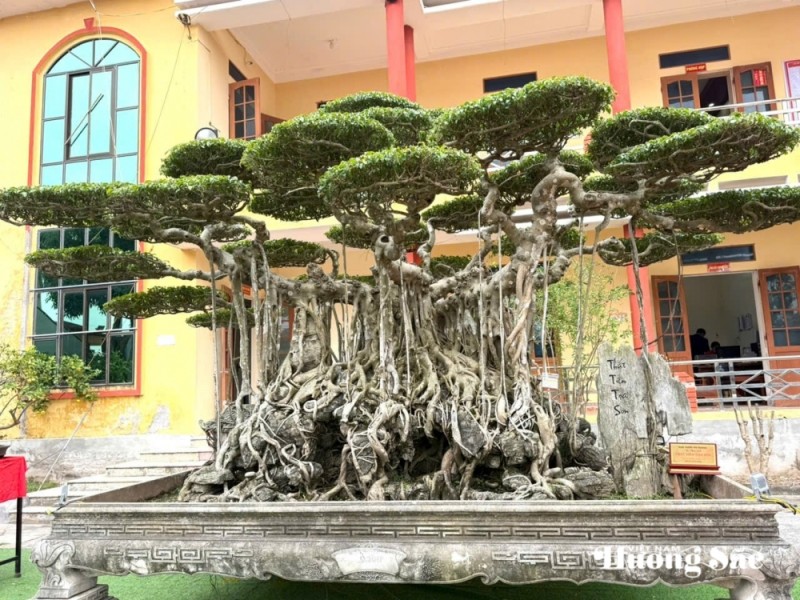 “Thất Tiên Tọa Sơn” - Vẻ đẹp huyền thoại từ bàn tay người phụ nữ yêu cây cảnh “Thất Tiên Tọa Sơn” - Vẻ đẹp huyền thoại từ bàn tay người phụ nữ yêu cây cảnh