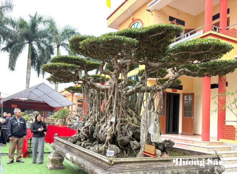 “Thất Tiên Tọa Sơn” - Vẻ đẹp huyền thoại từ bàn tay người phụ nữ yêu cây cảnh “Thất Tiên Tọa Sơn” - Vẻ đẹp huyền thoại từ bàn tay người phụ nữ yêu cây cảnh