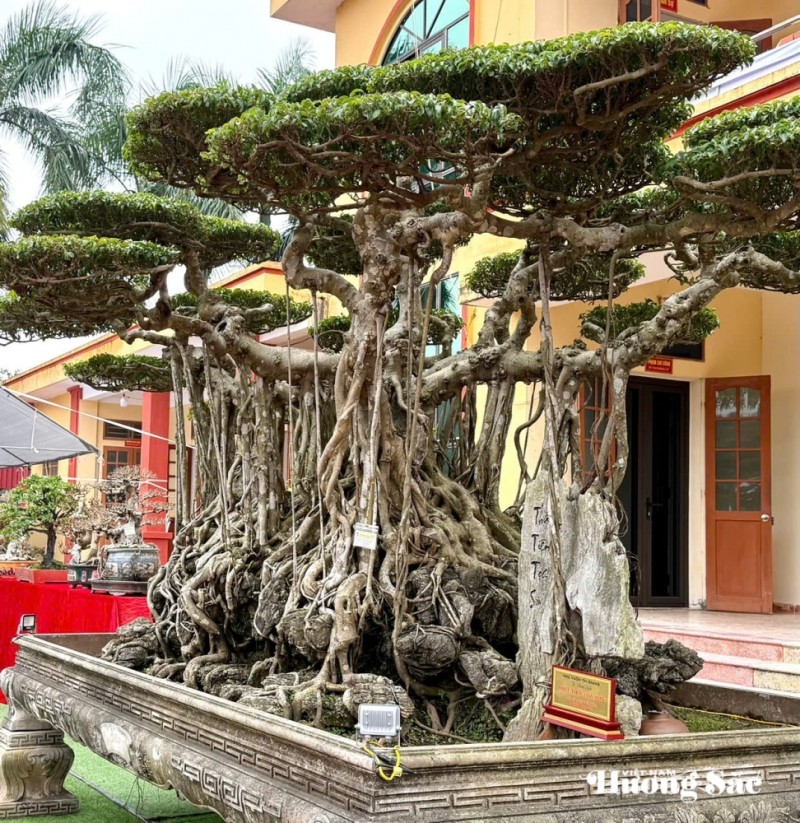 “Thất Tiên Tọa Sơn” - Vẻ đẹp huyền thoại từ bàn tay người phụ nữ yêu cây cảnh “Thất Tiên Tọa Sơn” - Vẻ đẹp huyền thoại từ bàn tay người phụ nữ yêu cây cảnh