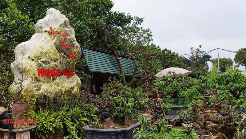 Làng đào Nhật Tân bước vào mùa chăm sóc quan trọng nhất trong năm