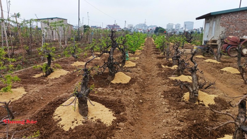 Làng đào Nhật Tân bước vào mùa chăm sóc quan trọng nhất trong năm Làng đào Nhật Tân bước vào mùa chăm sóc quan trọng nhất trong năm