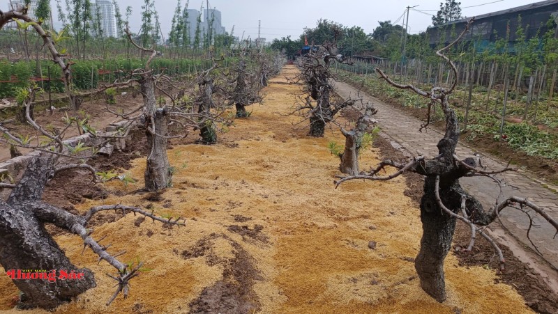 Làng đào Nhật Tân bước vào mùa chăm sóc quan trọng nhất trong năm Làng đào Nhật Tân bước vào mùa chăm sóc quan trọng nhất trong năm