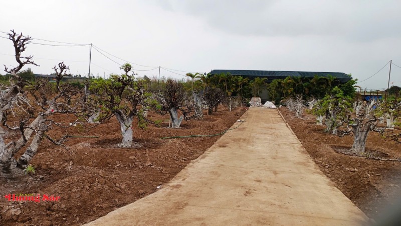Làng đào Nhật Tân bước vào mùa chăm sóc quan trọng nhất trong năm Làng đào Nhật Tân bước vào mùa chăm sóc quan trọng nhất trong năm