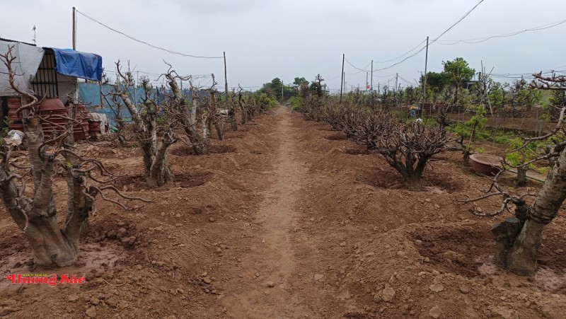 Làng đào Nhật Tân bước vào mùa chăm sóc quan trọng nhất trong năm Làng đào Nhật Tân bước vào mùa chăm sóc quan trọng nhất trong năm