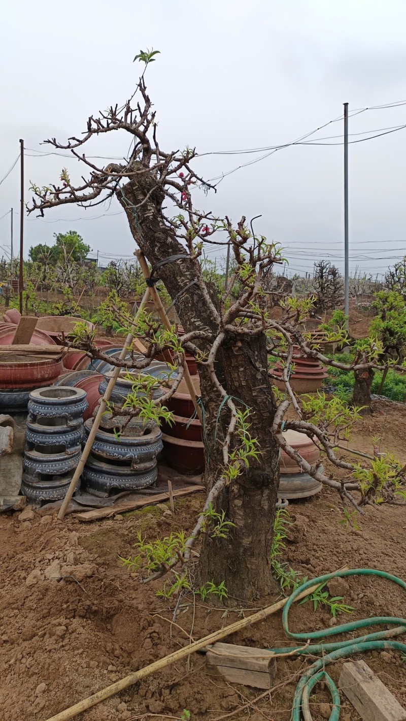 Làng đào Nhật Tân bước vào mùa chăm sóc quan trọng nhất trong năm Làng đào Nhật Tân bước vào mùa chăm sóc quan trọng nhất trong năm