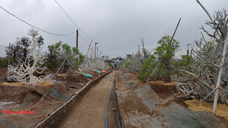 Làng đào Nhật Tân bước vào mùa chăm sóc quan trọng nhất trong năm Làng đào Nhật Tân bước vào mùa chăm sóc quan trọng nhất trong năm