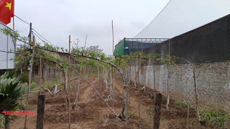 Làng đào Nhật Tân bước vào mùa chăm sóc quan trọng nhất trong năm Làng đào Nhật Tân bước vào mùa chăm sóc quan trọng nhất trong năm