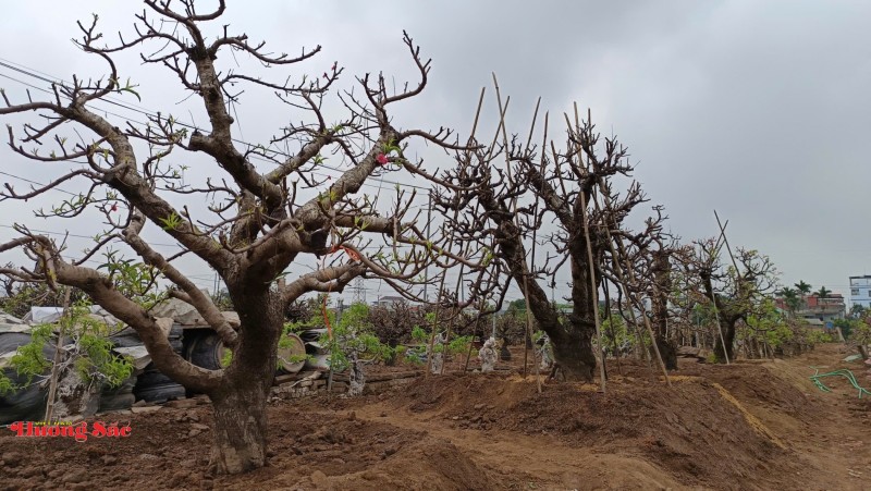 Làng đào Nhật Tân bước vào mùa chăm sóc quan trọng nhất trong năm Làng đào Nhật Tân bước vào mùa chăm sóc quan trọng nhất trong năm