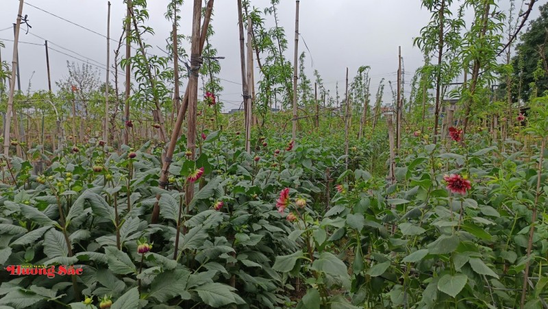 Làng đào Nhật Tân bước vào mùa chăm sóc quan trọng nhất trong năm Làng đào Nhật Tân bước vào mùa chăm sóc quan trọng nhất trong năm