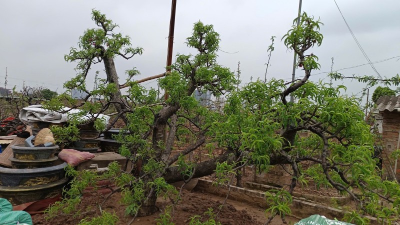 Làng đào Nhật Tân bước vào mùa chăm sóc quan trọng nhất trong năm Làng đào Nhật Tân bước vào mùa chăm sóc quan trọng nhất trong năm