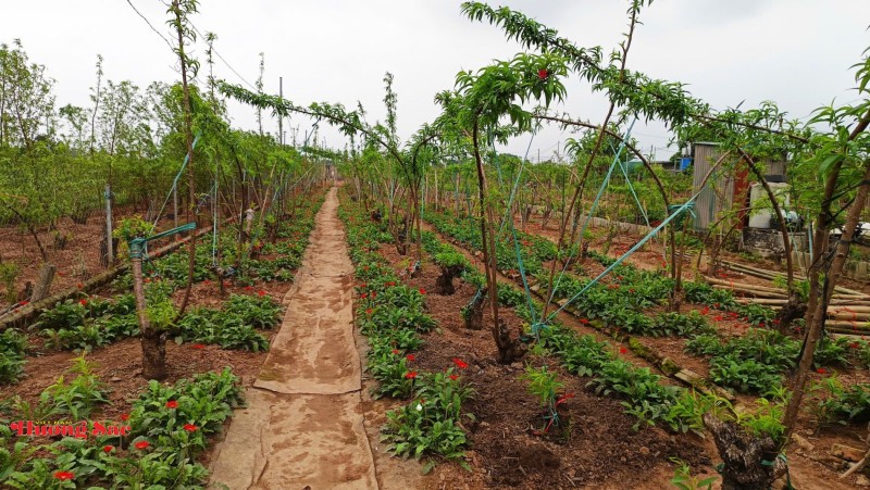 Làng đào Nhật Tân bước vào mùa chăm sóc quan trọng nhất trong năm Làng đào Nhật Tân bước vào mùa chăm sóc quan trọng nhất trong năm