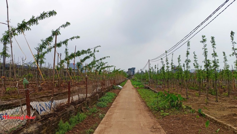 Làng đào Nhật Tân bước vào mùa chăm sóc quan trọng nhất trong năm Làng đào Nhật Tân bước vào mùa chăm sóc quan trọng nhất trong năm