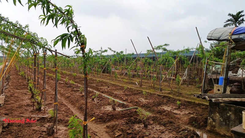Làng đào Nhật Tân bước vào mùa chăm sóc quan trọng nhất trong năm Làng đào Nhật Tân bước vào mùa chăm sóc quan trọng nhất trong năm