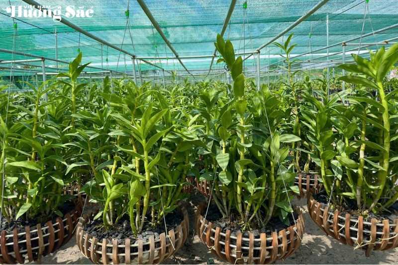 Thạch Thị Kim Hoa: Một đóa lan giữa đất Long Hòa Thạch Thị Kim Hoa: Một đóa lan giữa đất Long Hòa