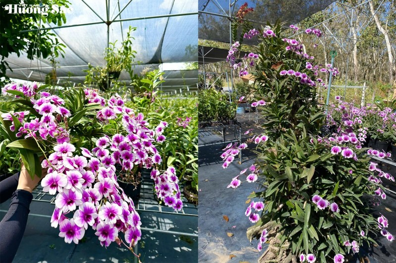 Thạch Thị Kim Hoa: Một đóa lan giữa đất Long Hòa Thạch Thị Kim Hoa: Một đóa lan giữa đất Long Hòa