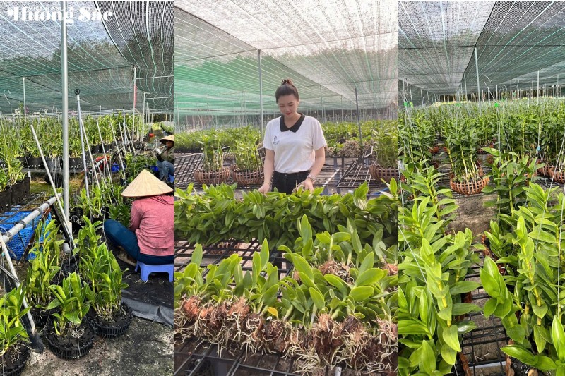 Thạch Thị Kim Hoa: Một đóa lan giữa đất Long Hòa Thạch Thị Kim Hoa: Một đóa lan giữa đất Long Hòa