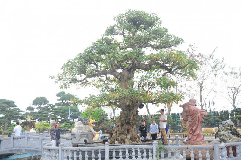 Khơi dậy niềm tự hào của người làm sinh vật cảnh Bắc Ninh