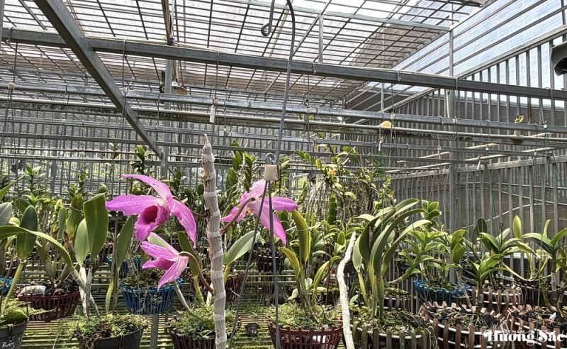 VPĐD Khu vực Duyên hải Nam Trung Bộ và Tây Nguyên làm việc với Hội Sinh vật cảnh tỉnh Đắk Lắk: Lan tỏa sắc xanh Tây Nguyên VPĐD Khu vực Duyên hải Nam Trung Bộ và Tây Nguyên làm việc với Hội Sinh vật cảnh tỉnh Đắk Lắk: Lan tỏa sắc xanh Tây Nguyên