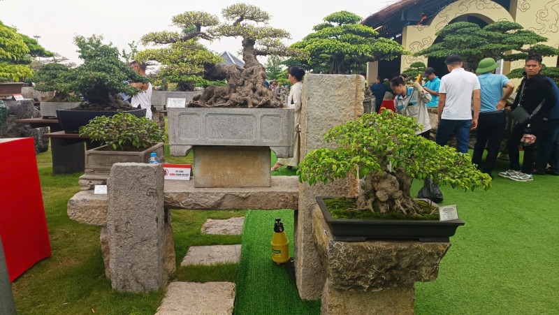 Triển lãm Nghệ thuật Bonsai 2026: Dấu ấn quy mô và tầm nhìn của Tập đoàn Triệu Điền