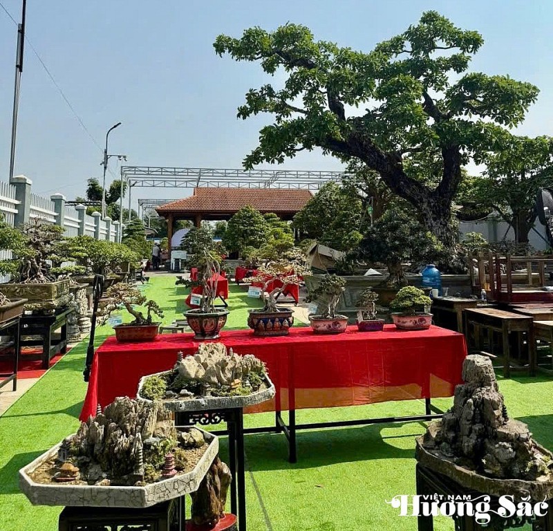 Đá cảnh Duy Xuyên “xuất ngoại”: Từ dòng Thu Bồn đến sân khấu toàn cầu Đá cảnh Duy Xuyên “xuất ngoại”: Từ dòng Thu Bồn đến sân khấu toàn cầu