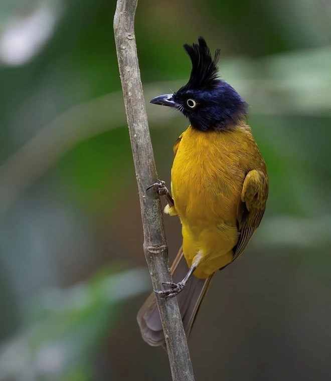 TP HCM siết quản lý chim cảnh, yêu cầu chứng minh nguồn gốc