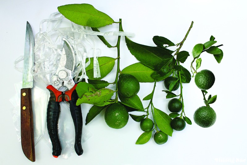 Nghệ thuật ghép cây cảnh: Kỹ thuật ghép cành "đánh lừa" cây chủ