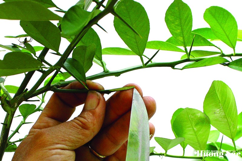 Nghệ thuật ghép cây cảnh: Kỹ thuật ghép cành 