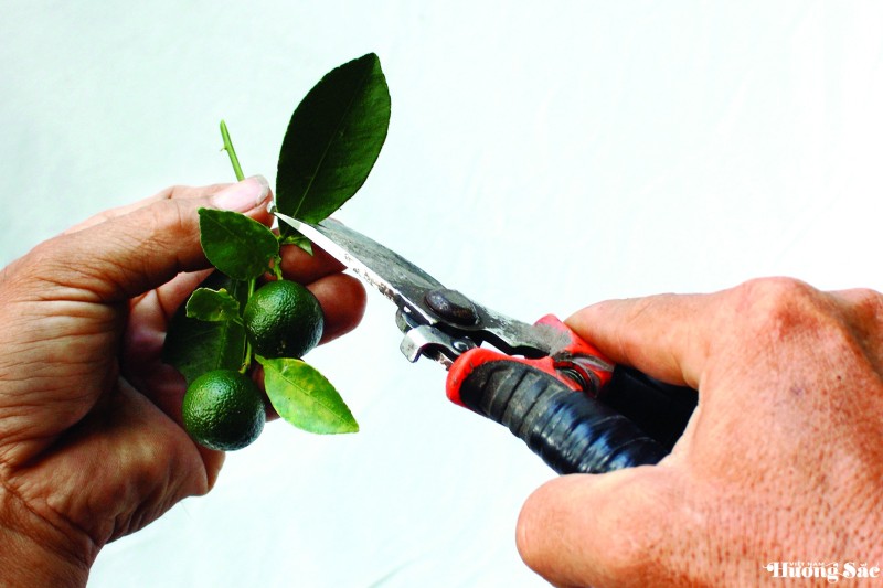 Nghệ thuật ghép cây cảnh: Kỹ thuật ghép cành 