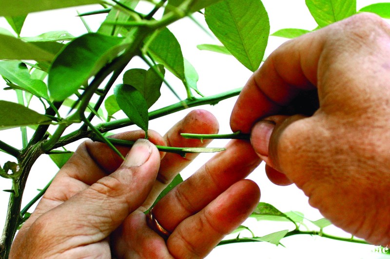 Nghệ thuật ghép cây cảnh: Kỹ thuật ghép cành 