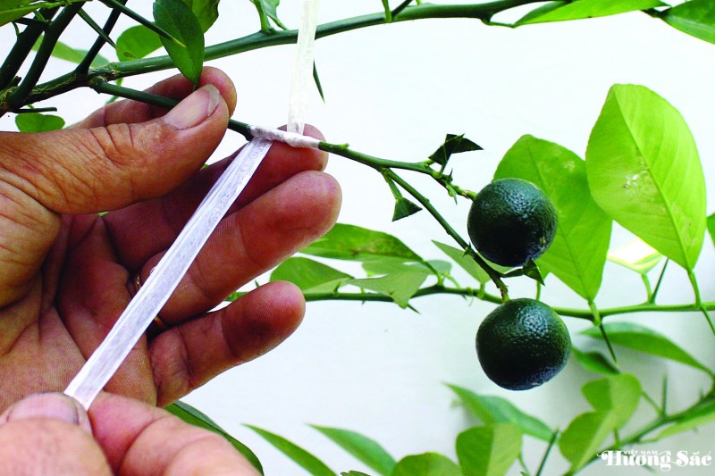 Nghệ thuật ghép cây cảnh: Kỹ thuật ghép cành 