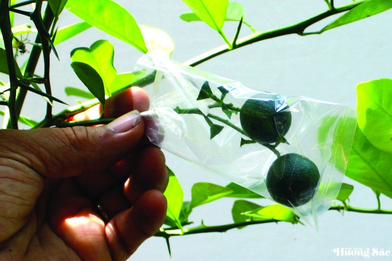 Nghệ thuật ghép cây cảnh: Kỹ thuật ghép cành 