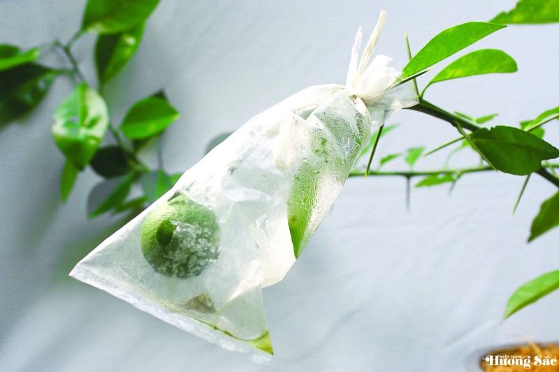 Nghệ thuật ghép cây cảnh: Kỹ thuật ghép cành 